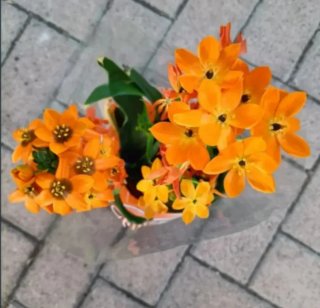 Ornithogalum Dubium Sun Shine Bulbo