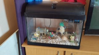 Acuario con decoración Spongebob 20l