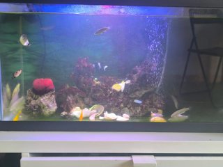 Acuario Marino Completo Multicolor