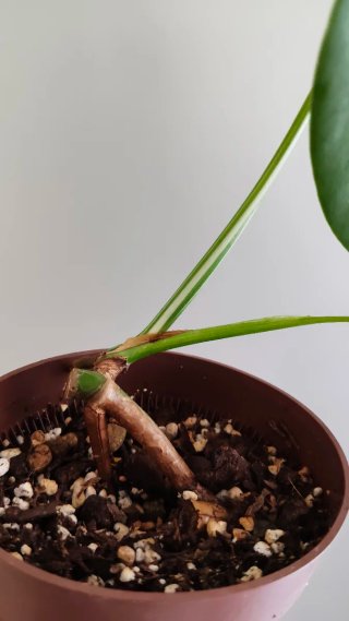Monstera albo