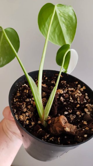 Monstera albo