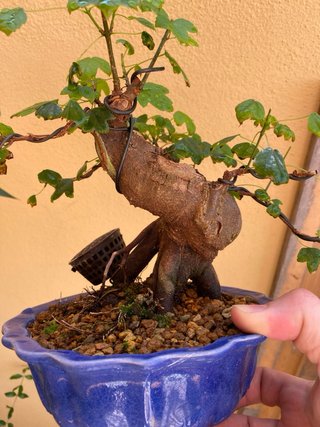 Arce Burgeriano Bonsái