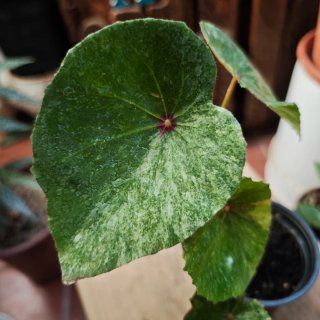 Begonia 'Rouge Variegata" Tricolor