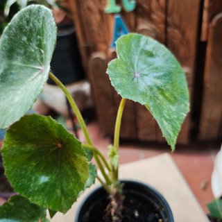Begonia 'Rouge Variegata" Tricolor