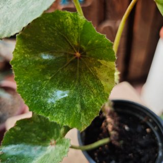Begonia 'Rouge Variegata" Tricolor