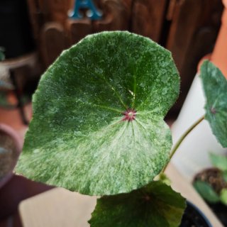 Begonia 'Rouge Variegata" Tricolor