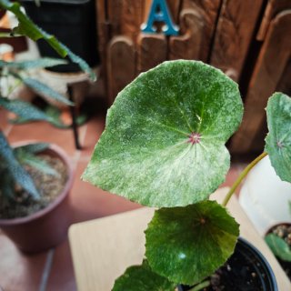 Begonia 'Rouge Variegata" Tricolor