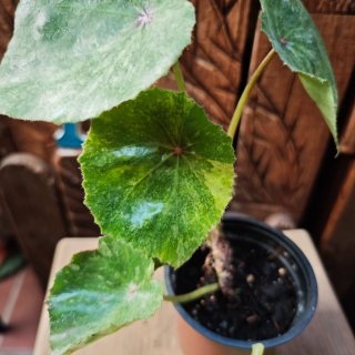 Begonia 'Rouge Variegata" Tricolor