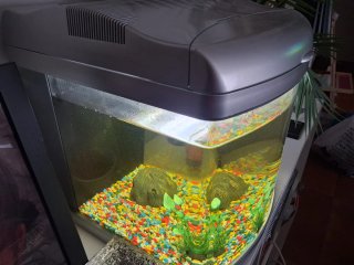 Pecera 30L con accesorios