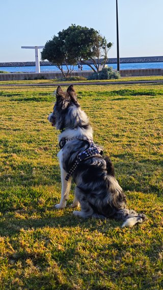 Adiestramiento profesional de perros