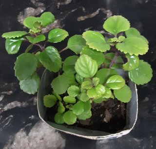 Plantas del dinero