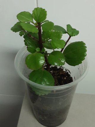 Plantas del dinero