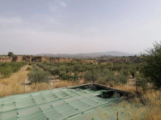 Terreno 5460m² con olivos en producción con balsa