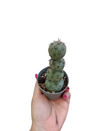 Tephrocactus geometricus - 4 palle