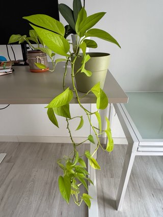 Poto Neón (Epipremnum Neon) con maceta