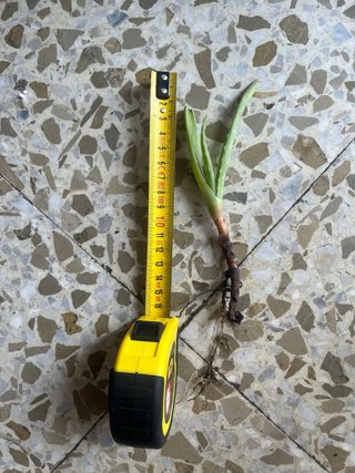 Planta Aloe Vera