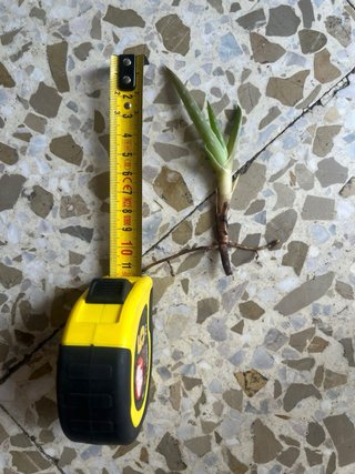 Planta Aloe Vera
