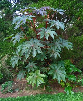Plantas de Ricino en macetas