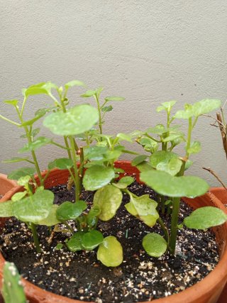 Planta de dinero