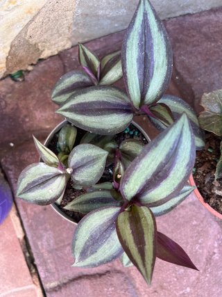 Planta Tradescantia Zebrina