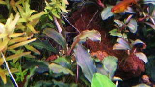 Bucephalandra Brownie Ghost (rizoma)