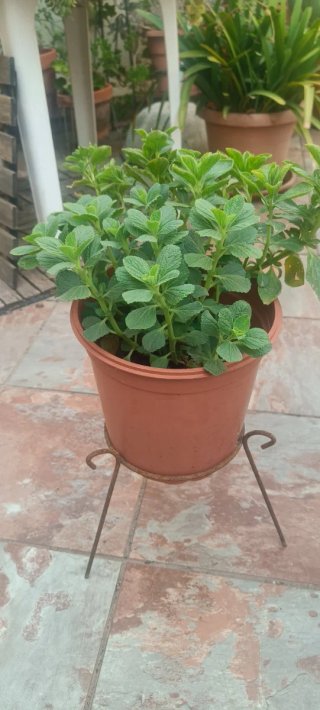 Planta Coleus Caninus (Ahuyenta Gatos)