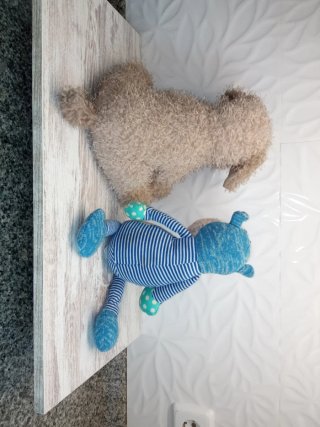 Lote peluches perro y rinoceronte bebé