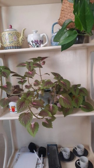 Planta de interior Coleo