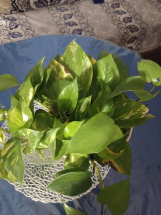 Planta de interior Potos