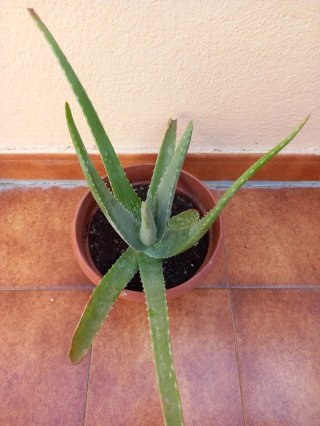 Planta Aloe Vera Mediana