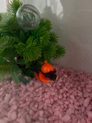 Acuario Ekai 12 litros con accesorios