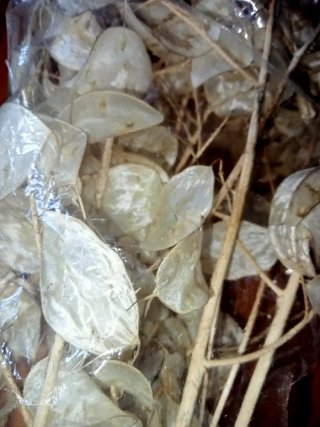 Lunaria essiccata in rametti