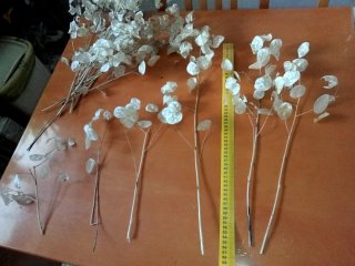 Lunaria essiccata in rametti