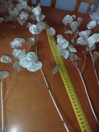 Lunaria essiccata in rametti