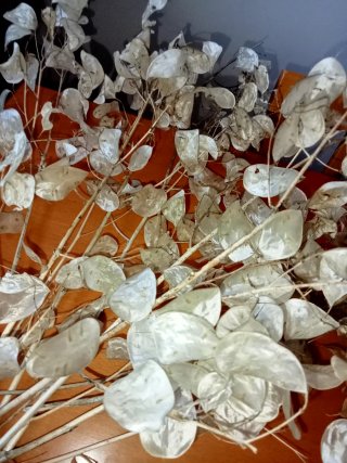 Lunaria essiccata in rametti