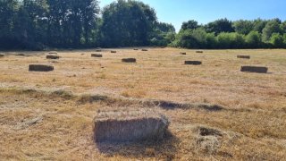 Alpacas de hierba seca en Agolada,más de 400unidad