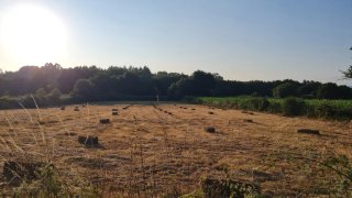 Alpacas de hierba seca en Agolada,más de 400unidad