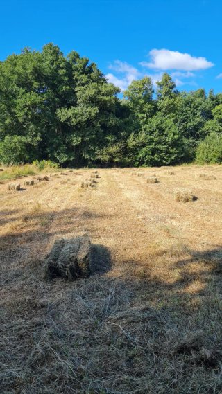 Alpacas de hierba seca en Agolada,más de 400unidad