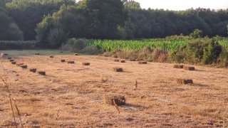 Alpacas de hierba seca en Agolada,más de 400unidad