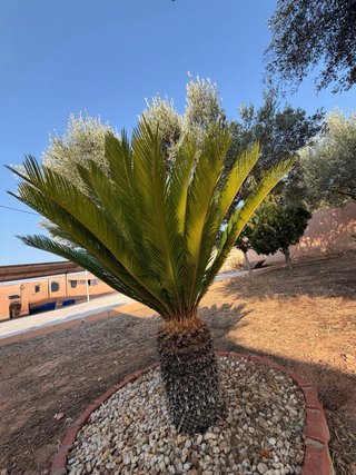 Palmera Cica