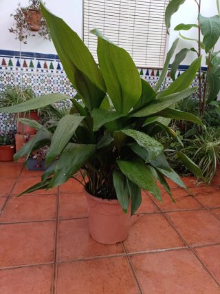 Maceta Aspidistra