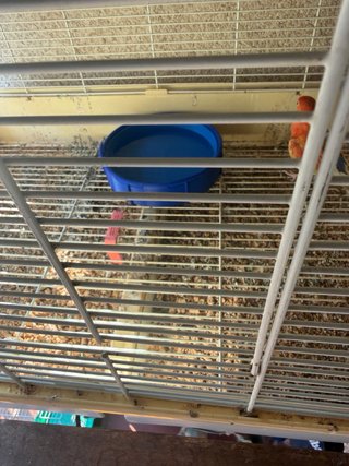 Piscina para animales