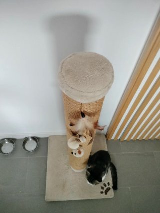 Rascador para gatos de sisal