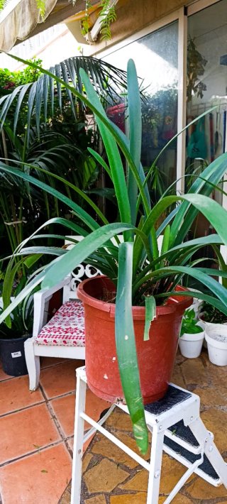 Planta Clivia Mediana