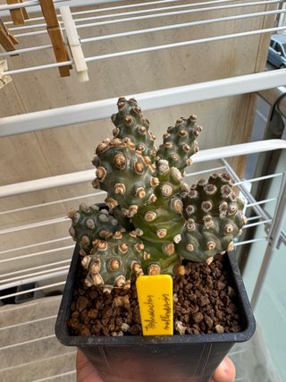 Tephrocactus mollinensis cactus