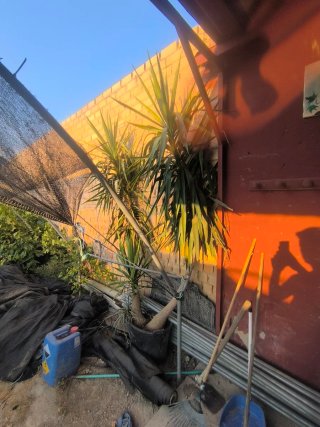 Planta Yuca Pie de Elefante 2 plantas