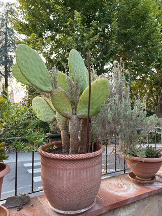 Planta cactus en maceta grande