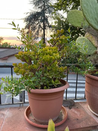 Planta de jade en maceta