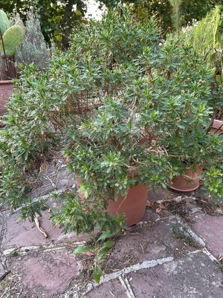 Planta en maceta
