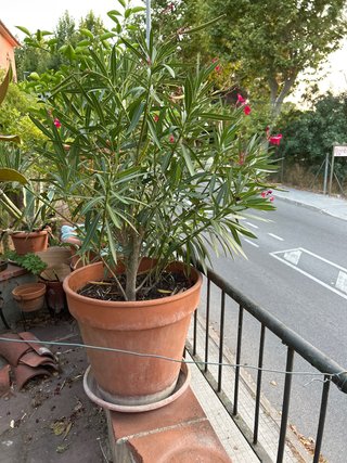 Planta de exterior en maceta grande